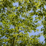 初夏の空
