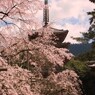 2009京都　醍醐寺01