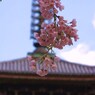 2009京都　醍醐寺02