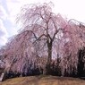 20009京都　賀茂川02
