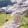 sakura curve