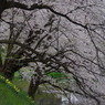 お堀の桜-15