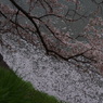 お堀の桜-17