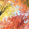 colors
