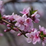 果樹の花-桃3