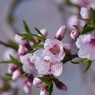 果樹の花-桃4