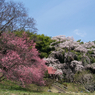 雪村庵・雪村桜・雪村梅