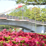 輝きと鯉のぼりと太鼓橋