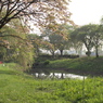 里山の春　遅咲き桜