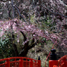 赤い欄干と桜