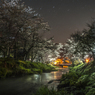 星降る夜、忍草の忍桜