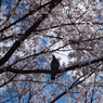 20140406-143321-0