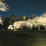 2009京都　二条城06