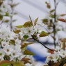 果樹の花-梨2