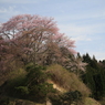 またその近くの桜ナウ