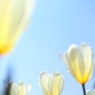 HANA・HANA 41 (Tulip)