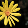 花02