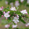 果樹の花-林檎2
