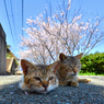 脱力系島猫