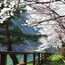 桜並木