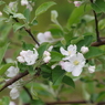 果樹の花-林檎5