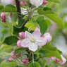 果樹の花-林檎7