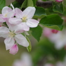 果樹の花-林檎8