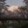 富士山と満開の桜並木