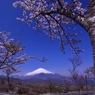 富士見桜