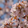 札幌の桜