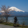 富士山と山中湖畔に咲く桜