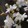 桜色・いろいろ14
