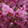 桜色・いろいろ15