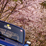 桜冠