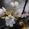 桜色・いろいろ19
