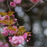 桜色・いろいろ20