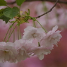 桜色・いろいろ21