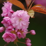 桜色・いろいろ22