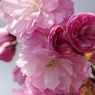 桜色・いろいろ23