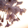 暮れ桜