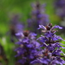 Small Purple Flower