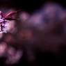 Moment (Lightroom ver.)