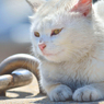 口元素敵なシロネコさん