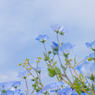 BlueBlue