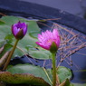 善通寺の守護花？