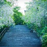 春の階段