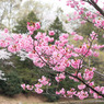 横浜緋桜