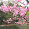 横浜緋桜