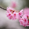 横浜緋桜