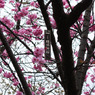 横浜緋桜